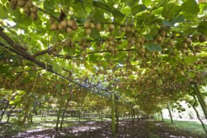 kiwifruit orchard